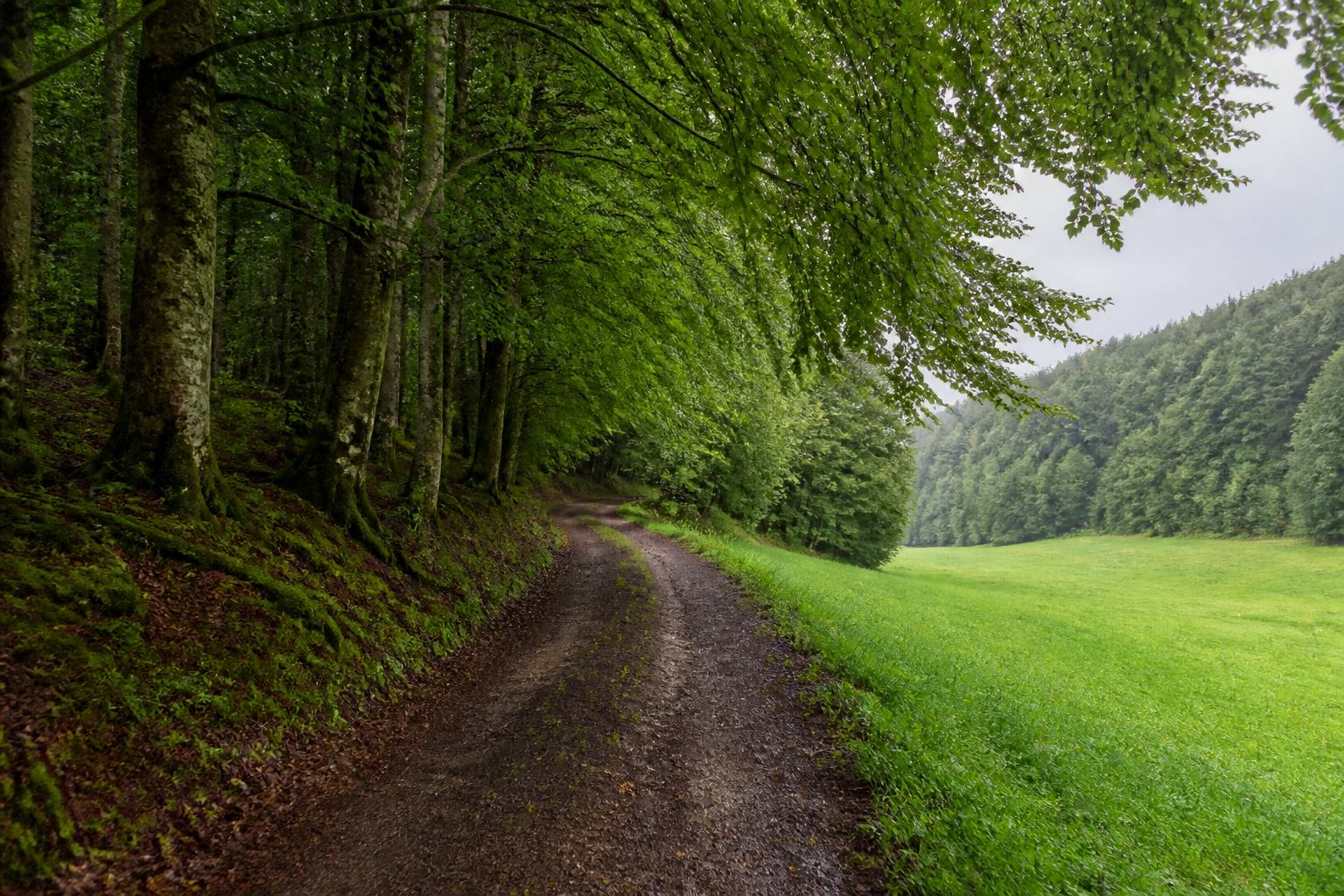 Buchenwald und Feldweg bei Ebermannstadt